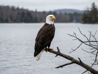 An adult bald eagle perched on a bare branch over grey winter water, white head and tail against a dark brown body