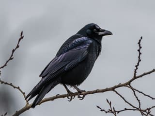 A crow perched on a bare branch against an overcast sky, its glossy black plumage and heavy bill visible