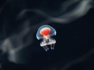 A tiny transparent immortal jellyfish photographed against dark water, its red stomach visible through the bell