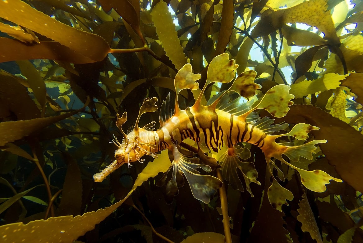 A leafy sea dragon among kelp with leaf-shaped appendages along its gold and green body