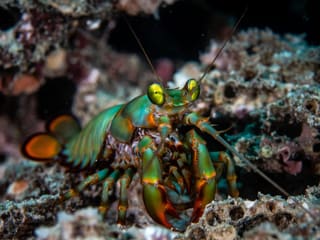 A peacock mantis shrimp at the mouth of its burrow on a reef, its green and orange shell and stalked eyes visible