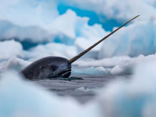 A narwhal at the surface among Arctic sea ice with its long spiral tusk clear of the water