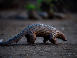 A pangolin walking across dry ground at dusk, its overlapping keratin scales catching the low light