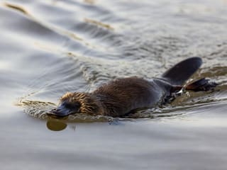 A platypus swimming at the surface of a still river, its bill and dense brown fur visible