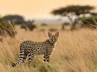 A serval standing alert in tall savanna grass with its oversized ears raised