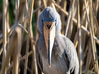 A shoebill standing among African wetland reeds with its enormous shoe-shaped bill in profile