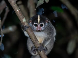 A slow loris gripping a branch at night in rainforest, its large round eyes reflecting the light