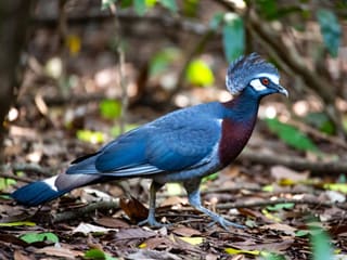 A Victoria crowned pigeon walking on a rainforest floor showing its blue-grey plumage and lacy crest