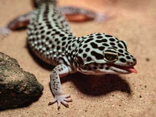 Geckos