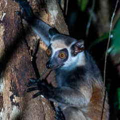 Aye-aye - The Finger That Finds Grubs