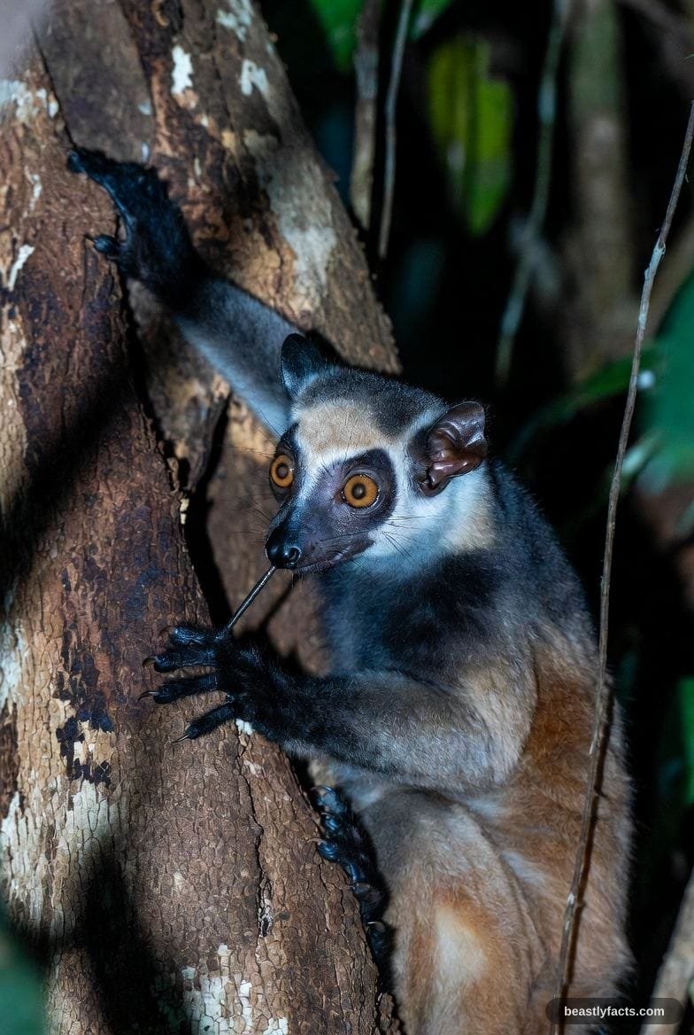 An aye-aye in darkness showing its large bare ears and coarse black fur