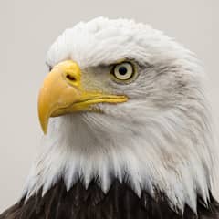 Bald Eagle - Not Bald, Just Old English