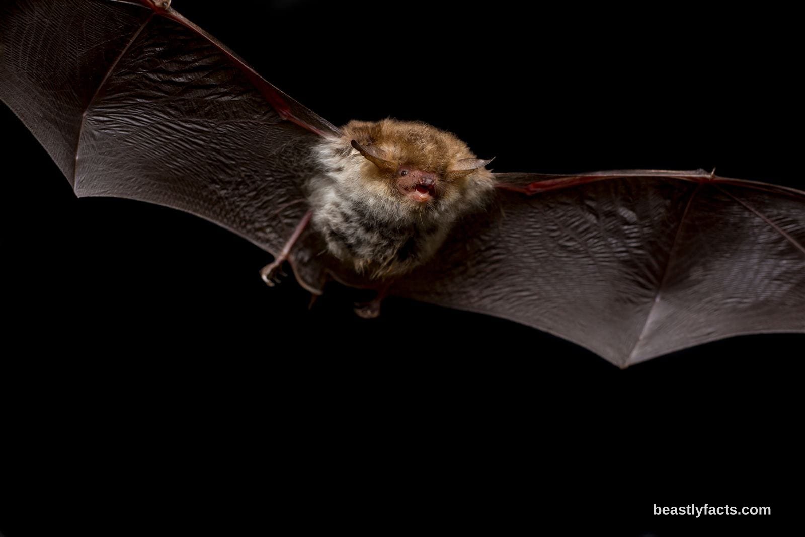 Bat - Built-In Sonar