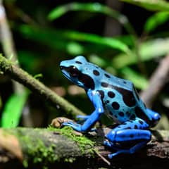 Blue Poison Dart Frog - Captive Ones Are Harmless