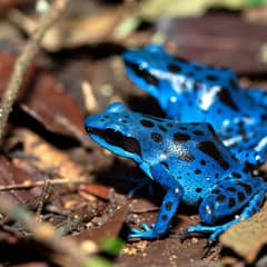Blue Poison Dart Frog - The Poison Dart Name Is Borrowed
