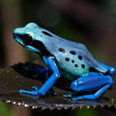Blue Poison Dart Frog - It Is Not a Separate Species