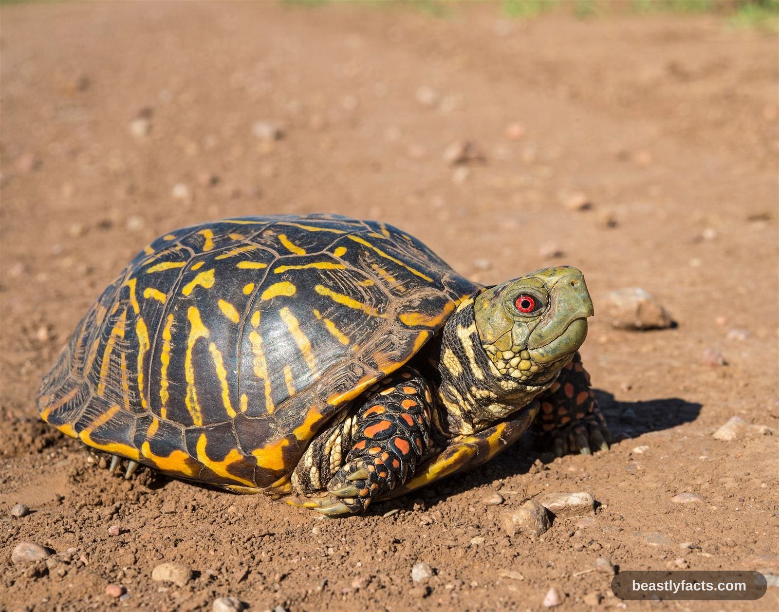 Box Turtle - Survival Specialists