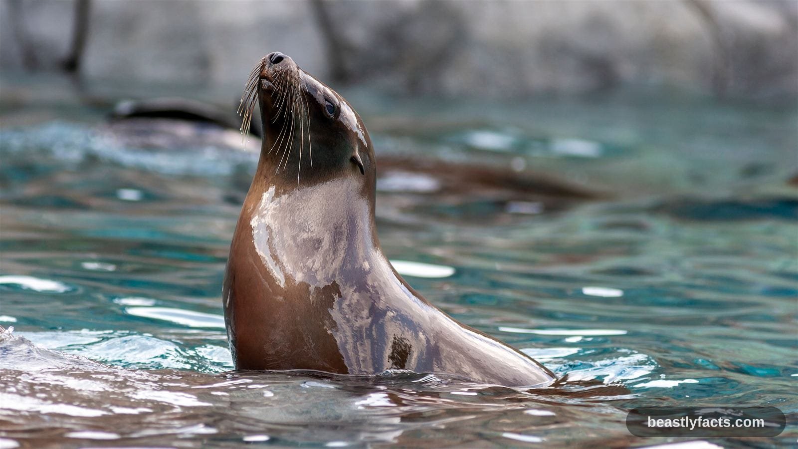 California Sea Lion - Rhythm-Keeping Sea Lion