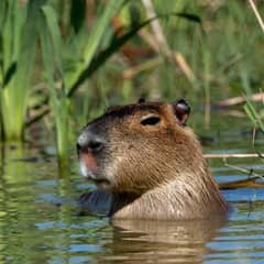 Capybara - Built-In Snorkel Mode