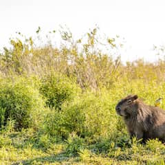 Capybara - The Chillest Animal
