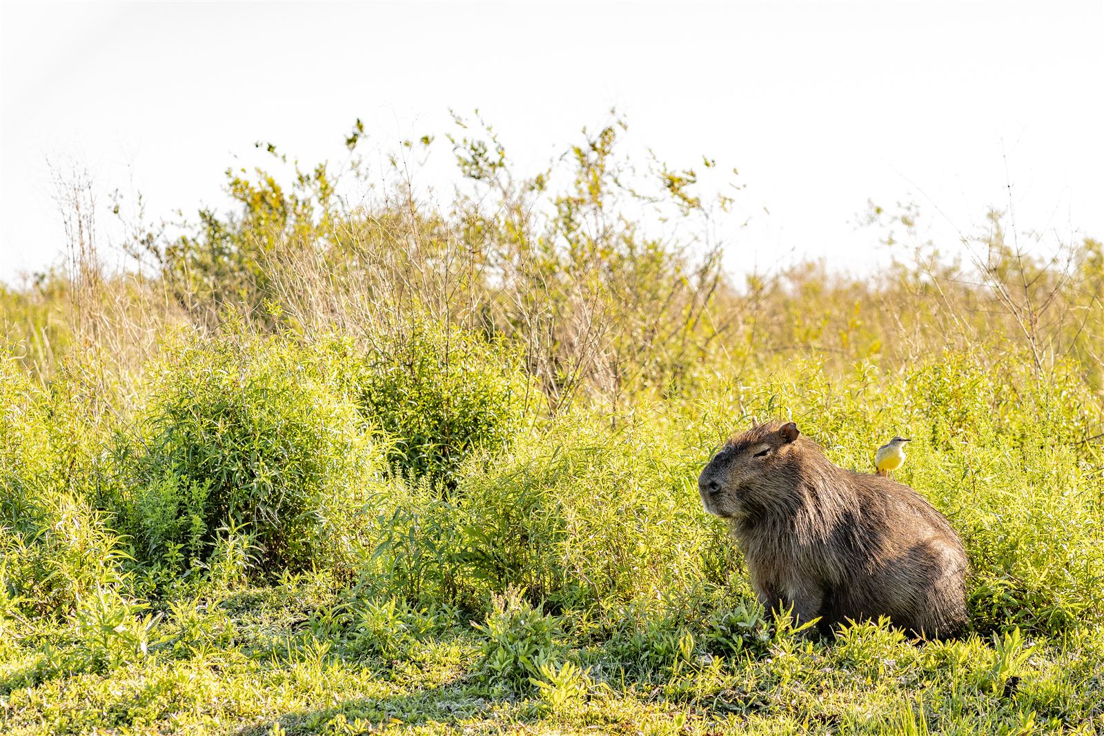 Capybara - The Chillest Animal