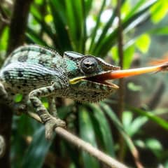 Chameleon - Faster Than a Fighter Pilot