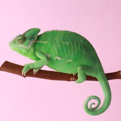 Chameleon - Color Means Communication
