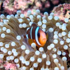 Clownfish - Fluffy Fish Friends