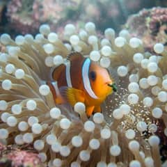 Clownfish - Shrimp Anemone Alliance