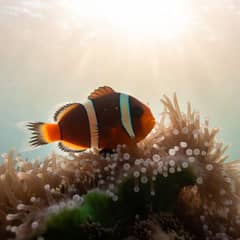 Clownfish - Shrinking to Survive a Heatwave