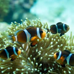Clownfish - The Queue Nobody Jumps