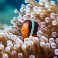 Clownfish - Not Immune, Just Unsalted