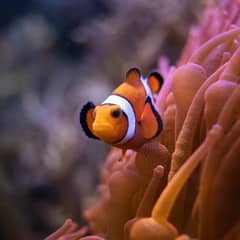 Clownfish - Born Male, Die Female