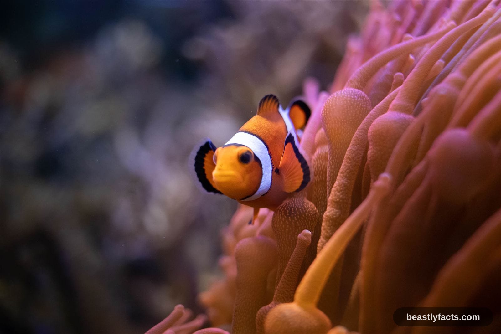 A clownfish showing its orange body and white bands edged in black