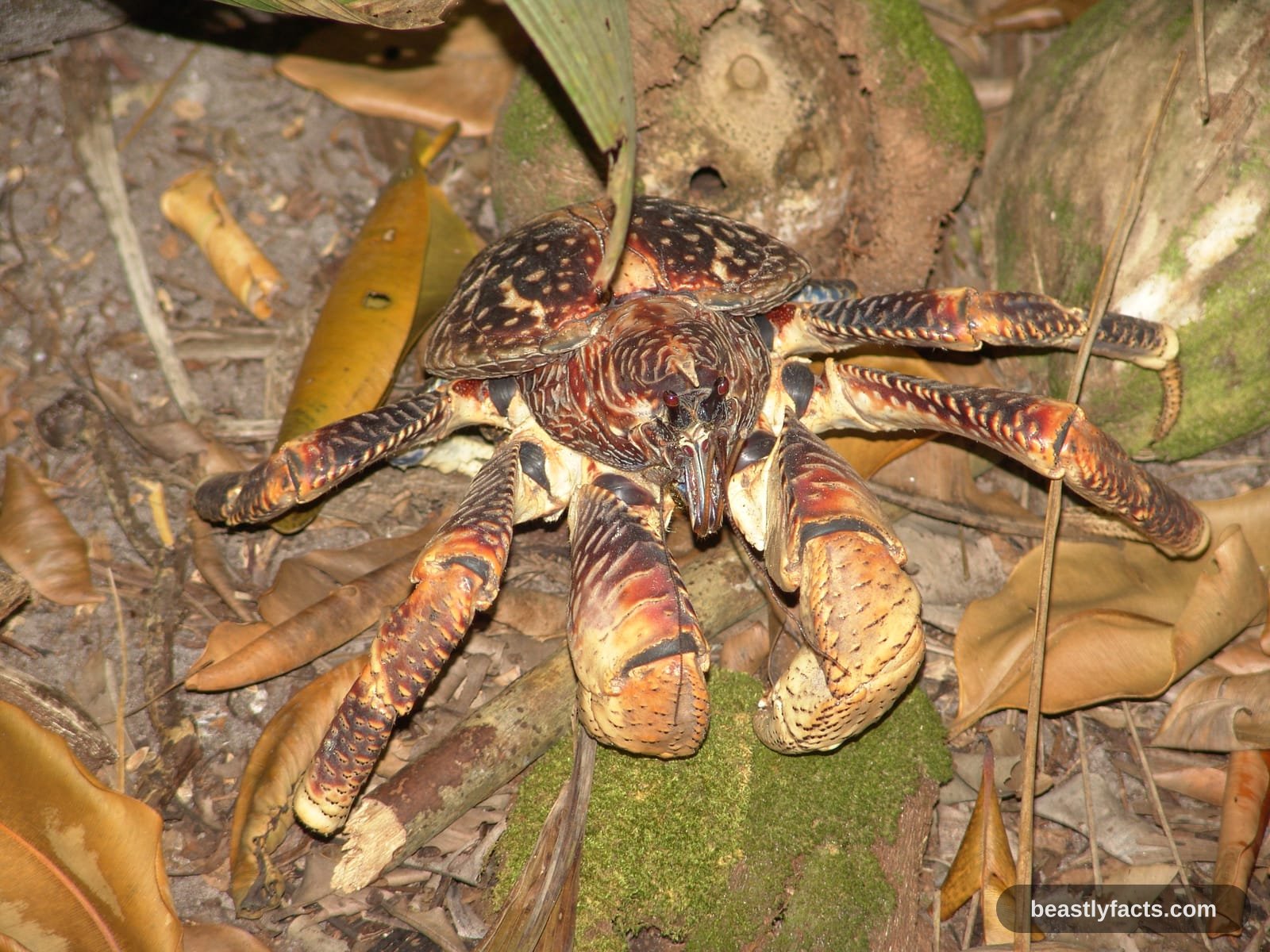 Coconut Crab - Grip Like a Lion's Bite