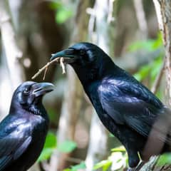 Crow - Crow Tool Users