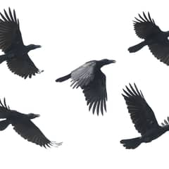 Crow, Crow Detectives