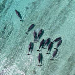 Dolphin - Names on a Watchlist