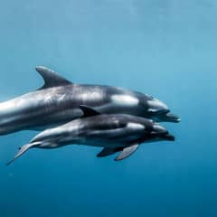Dolphin - Half the Conversation