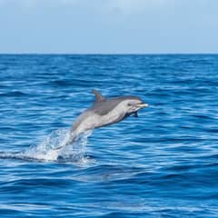 Dolphin - Dolphin Name Tags