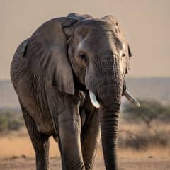 Elephant - Hear With Their Feet
