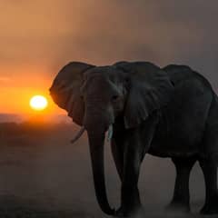 Elephant - Calls Below Human Hearing