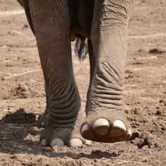 Elephant - Listening Through Their Feet