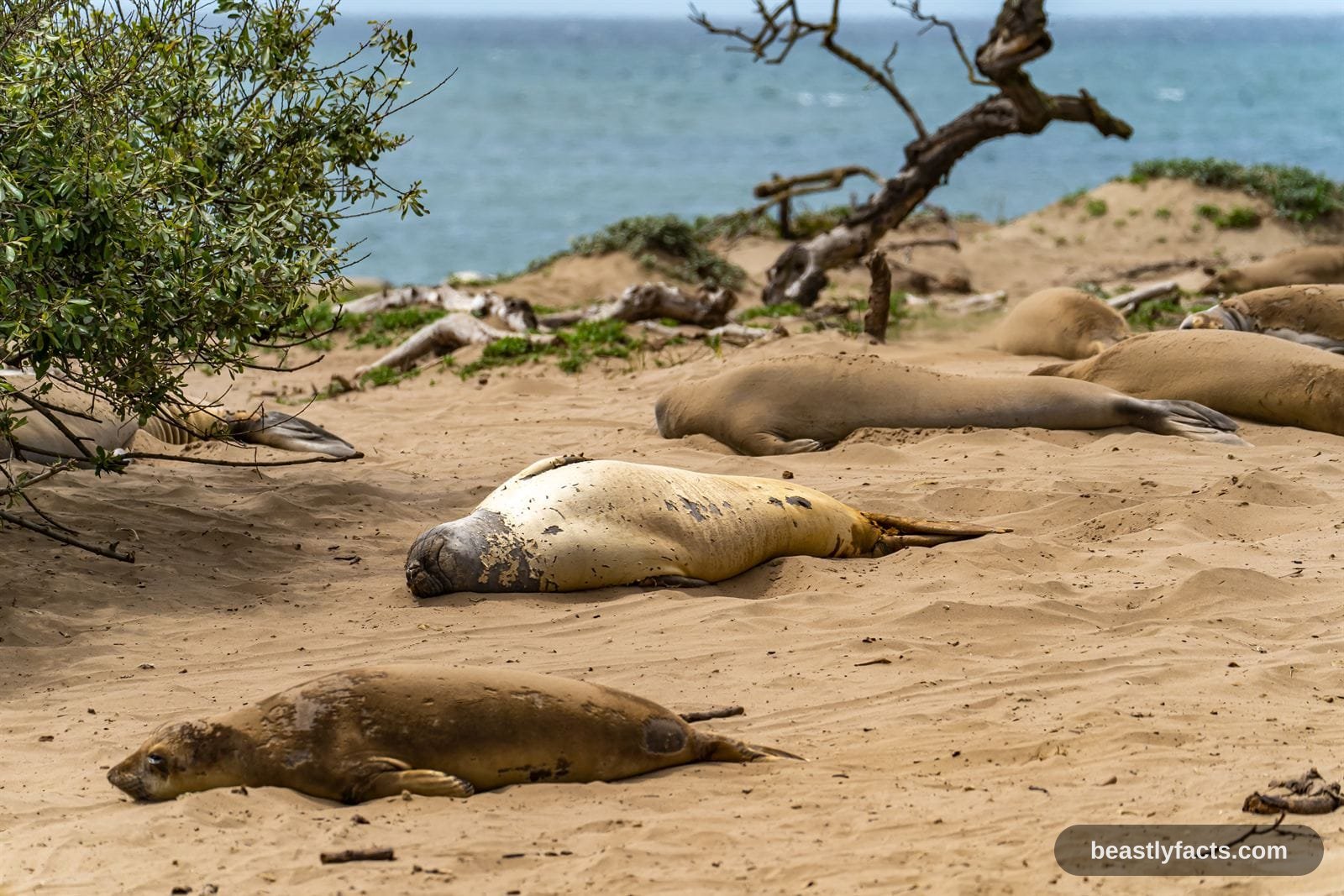 Elephant Seal - Two-Hour Breath Holders