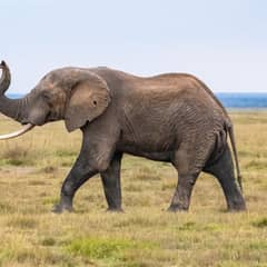 Elephant, Elephants Mourn