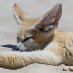 Fennec Fox - Fur on the Soles of Its Feet