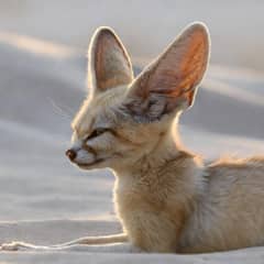 Fennec Fox - Ears That Work as Radiators