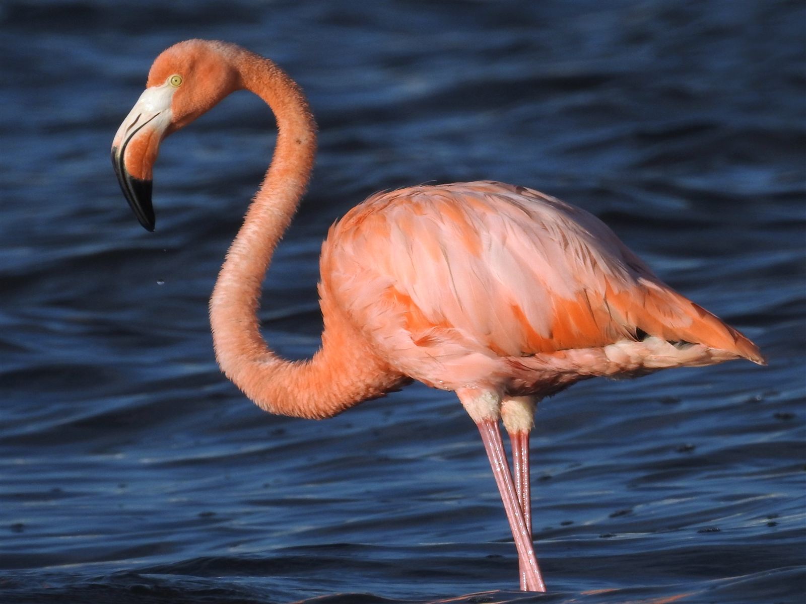 Flamingo - Pink From Shrimp