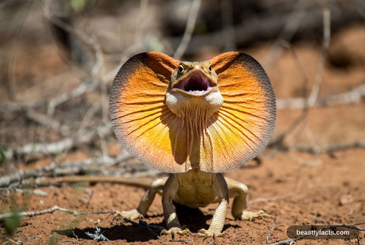 Frilled-necked Lizard - All Bluff, All Bark