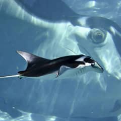 Giant Manta Ray - Ocean's Biggest Brain